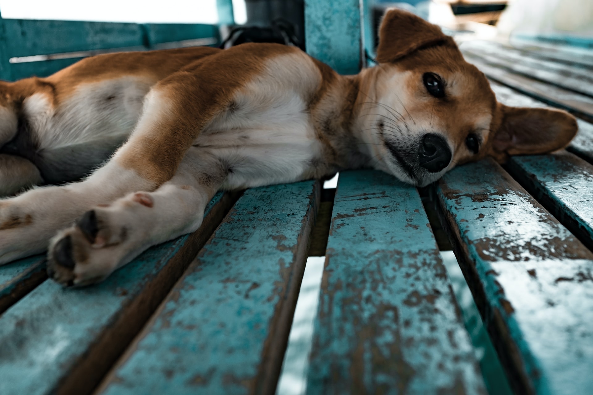 Fysioterapi | Hundecenter | behandling til din hund